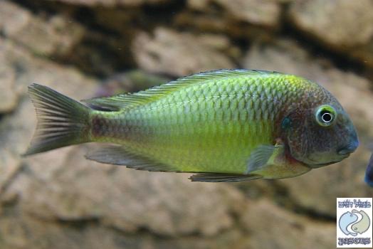 Tropheus moorii 'Cape Nambeyeye'